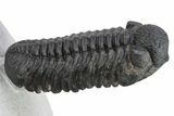 Phacopid (Adrisiops) Trilobite - Rock Removed Under Shell #230350-4